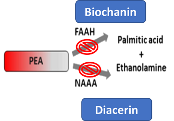 Descriptive Alt Text